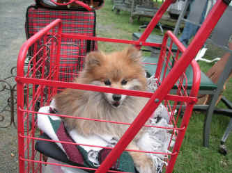 PICT0722_1200x900.jpg (238135 bytes)