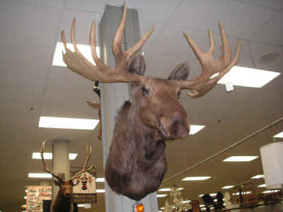 pict7593.jpg (160909 bytes)