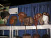 topshelf.jpg (663103 bytes)